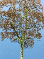 Diorama Zubehr Modell Bume, 1 Buche ohne Laub, ca. 25 cm,