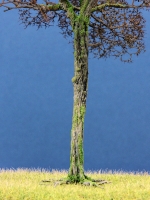 Diorama Zubehr Modell Bume, 1 Buche ohne Laub, ca. 25 cm,