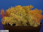 Meerschaum für Diorama Bäume u. Geländebau, 1:87 - 1:48