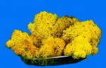 Diorama Zubehör Islandmoos gelb u. präpariert, ca. 50g