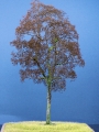 Diorama Zubehr Modell Bume, 1 Buche ohne Laub, ca. 25 cm,